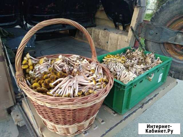 Опята Высокое - изображение 1