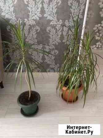 Драцена Барнаул