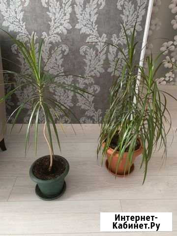 Драцена Барнаул - изображение 1