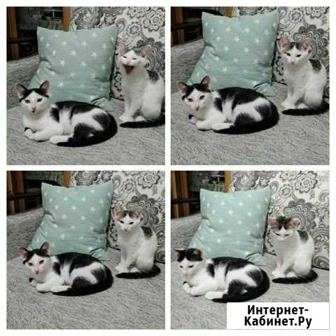 Отдам котят Белорецк - изображение 1