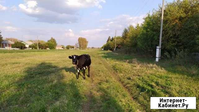 Телка(корова) Омск - изображение 1