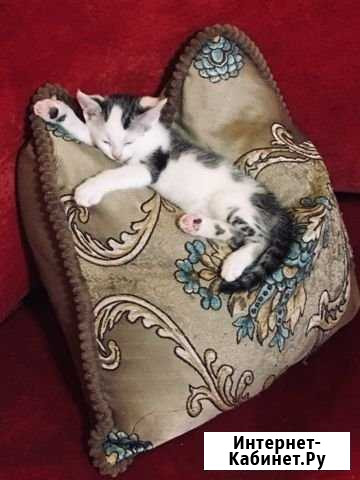 Отдам котят в добрые руки Феодосия - изображение 1