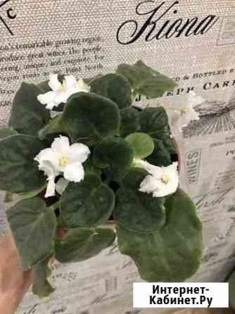 Фиалка Ульяновск