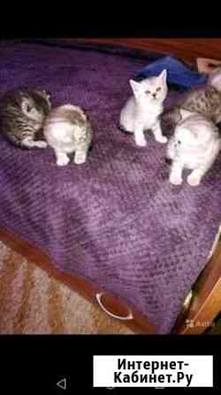 Чистокровные шотландские котята Сызрань