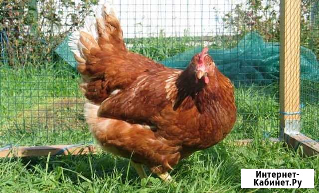Продам кур Омск - изображение 1