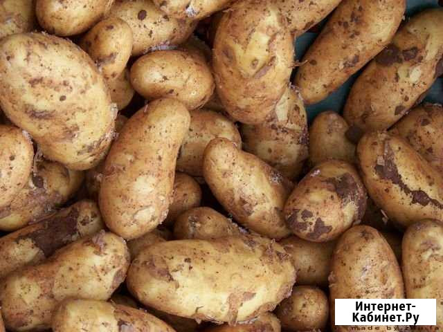 Картофель частный Рыбинск - изображение 1