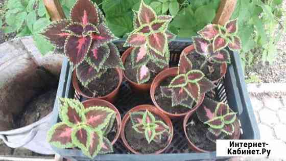 Крапива декоротивная Псков