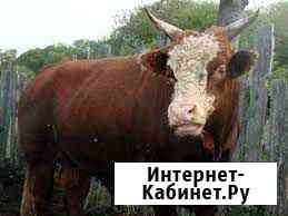 Бык Октябрьский