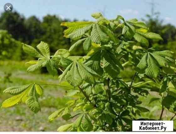 Каштан саженцы Саранск