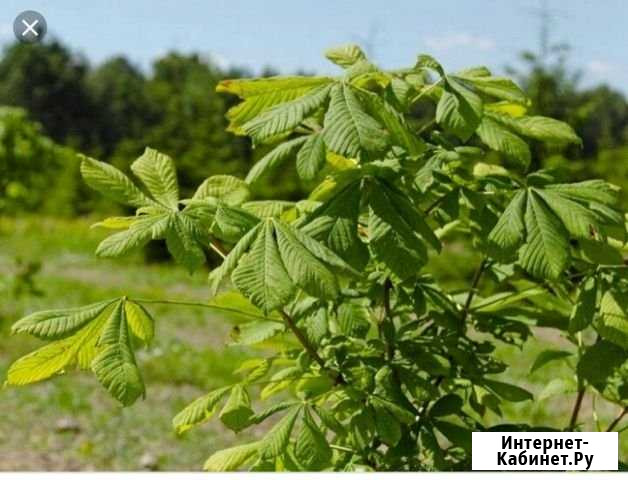 Каштан саженцы Саранск - изображение 1