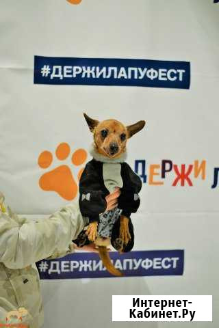 Ищет дом Сертолово - изображение 1