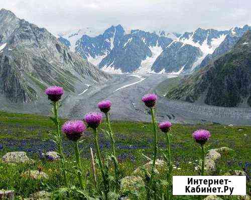 Маралий корень Левзея Сафлоровидная 100г есть опт Красноярск