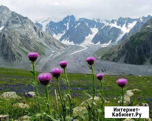 Маралий корень Левзея Сафлоровидная 100г есть опт Красноярск - изображение 1