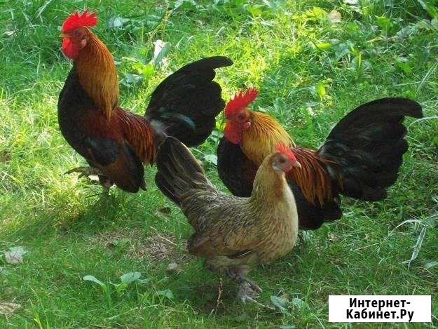 Продаю Куры карликовые Кропоткин - изображение 1