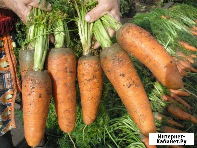 Морковь Давлеканово - изображение 1