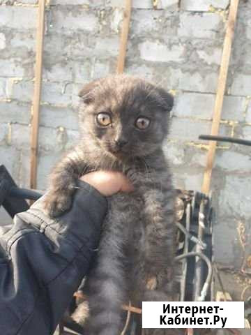 Отдам котят в хорошие руки, двое мальчики Красноярск - изображение 1