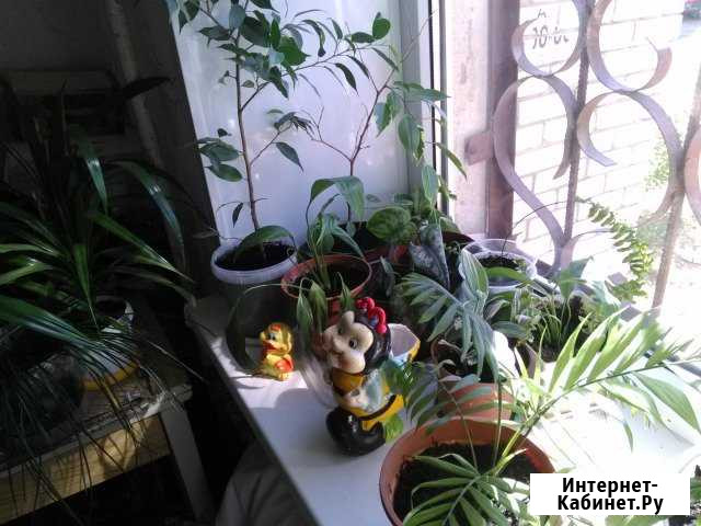 Цветы Волгоград - изображение 1