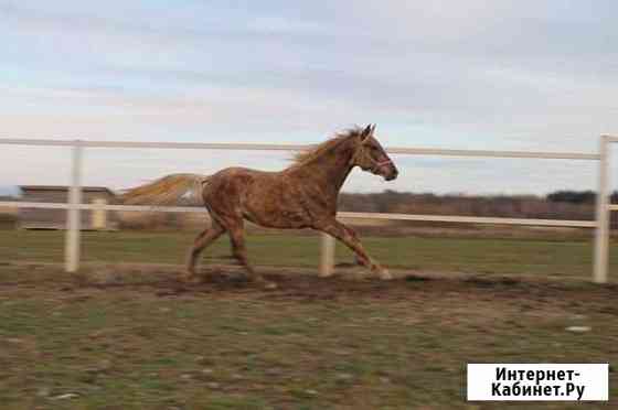 Rocky Mountain Horse Москва