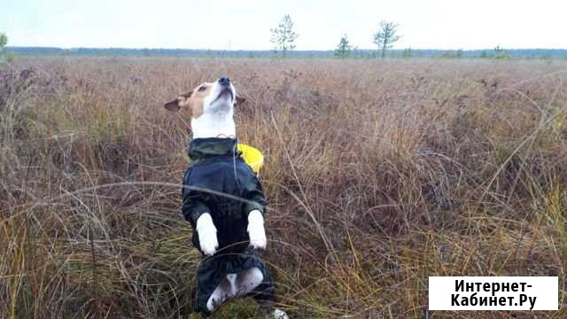 Джек рассел 9месяцев Мурино - изображение 1