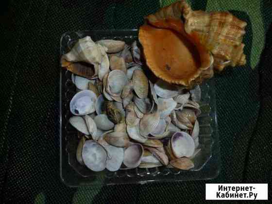Ракушки морские Златоуст