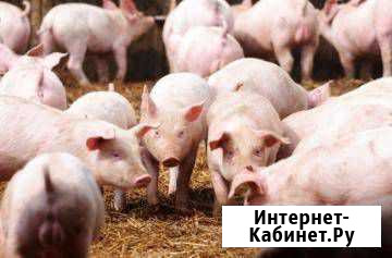Поросята Средний Икорец - изображение 1