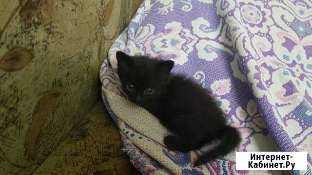 Котята 1,5 месяца в Пскове Псков - изображение 1