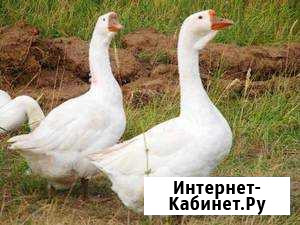 Линдовские Темрюк - изображение 1