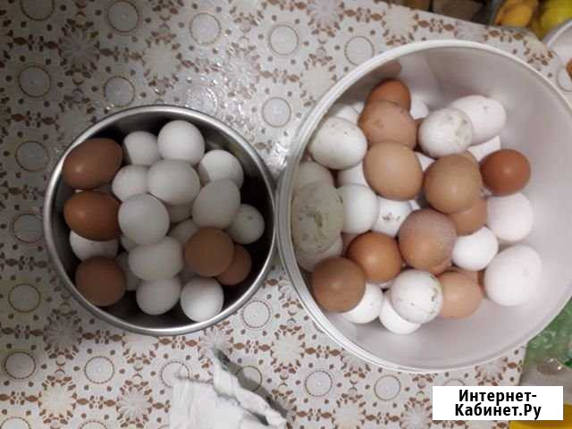 Яйца домашние Лопатино - изображение 1