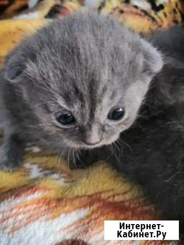Котята Новопокровская - изображение 1