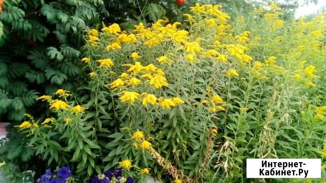 Продам цветы для сада Поспелиха - изображение 1