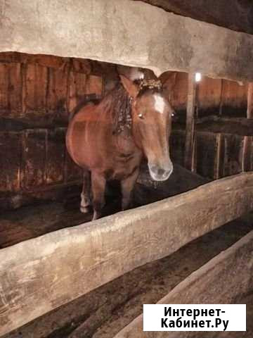 Продам лошадь Канск - изображение 1