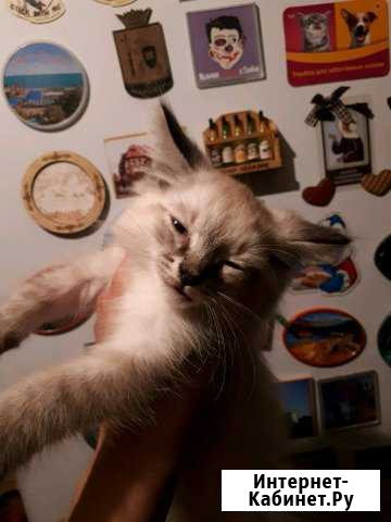Котят в добрые руки Началово - изображение 1