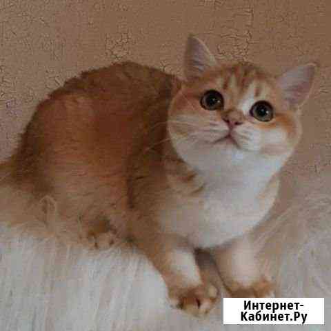 Британские шиншиллы Астрахань