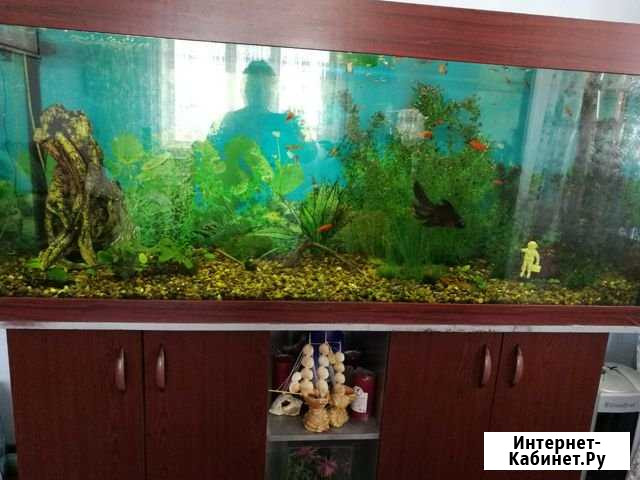 Продам аквариум Стрежевой - изображение 1