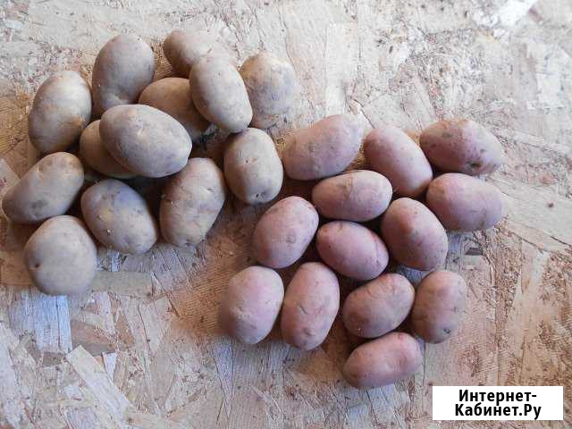 Устюженский картофель Череповец - изображение 1