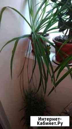 Драцена Краснодар