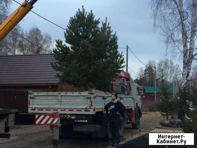 Посадка деревьев, благоустройство территорий Красноярск - изображение 1