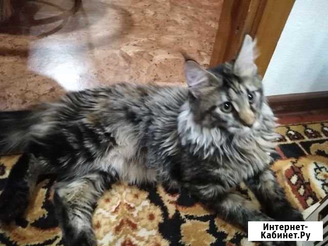 Котята Мейн -Кун Братск - изображение 1