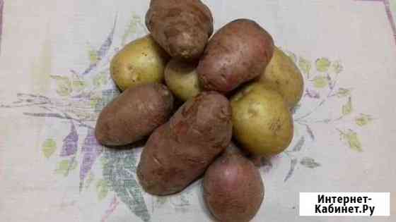 Картофель дачный с доставкой по городу Усолье-Сибирское