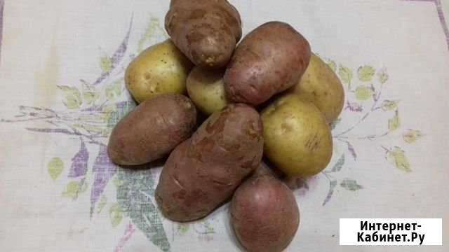 Картофель дачный с доставкой по городу Усолье-Сибирское - изображение 1