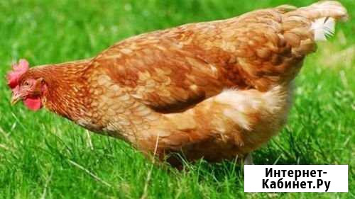 Куры Искитим - изображение 1