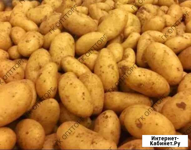 Картофель Мытищи - изображение 1