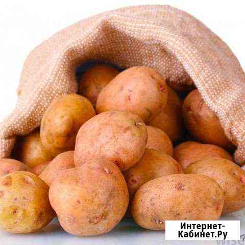 Картофель отборный Белово, Гурьевск, Салаир Ленинск-Кузнецкий