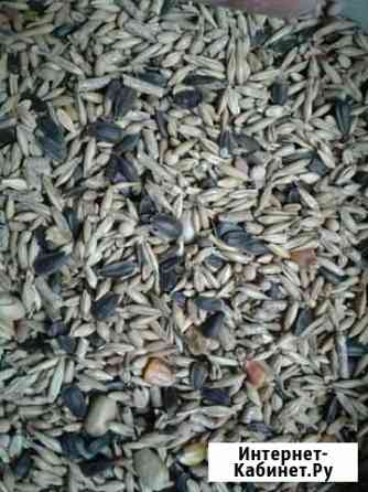 Корм для шиншилл (за кг) Ульяновск