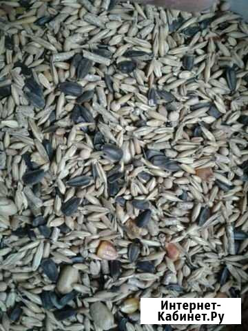 Корм для шиншилл (за кг) Ульяновск - изображение 1