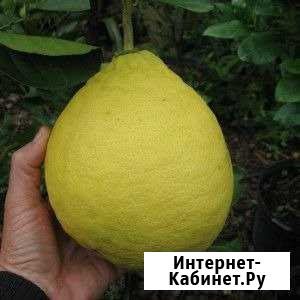 Пандероза Новосибирск - изображение 1