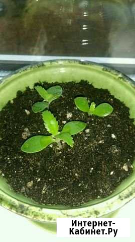 Каланхоэ лечебный(детки) Энгельс - изображение 1