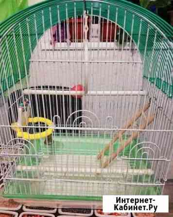 Клетка для волнистых попугаев Мурманск