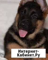 Щенки немецкой овчарки Химки - изображение 1