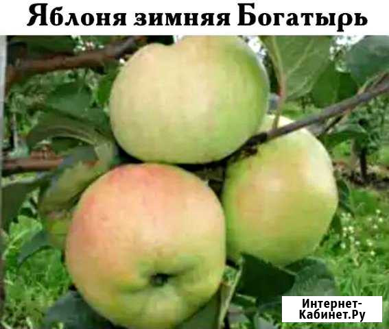 Кусты, деревья, хвойники Гатчина - изображение 1